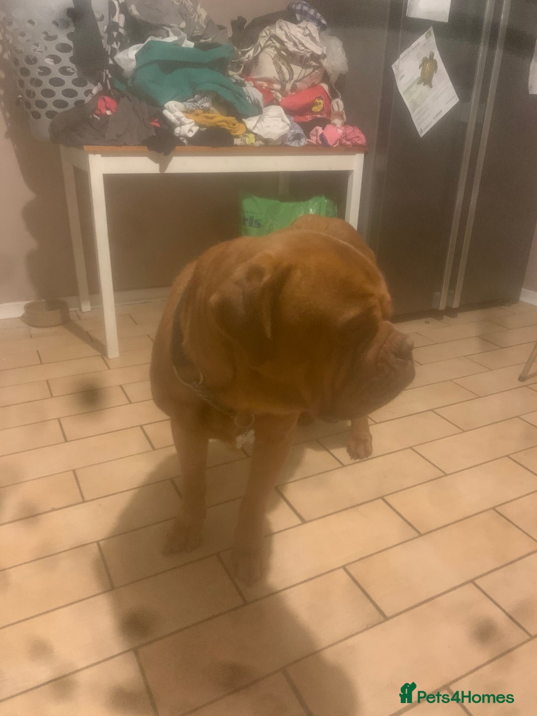 Dogue De Bordeaux dogs for sale: Beautiful dog de Bordeaux puppies full breads  - Image 9