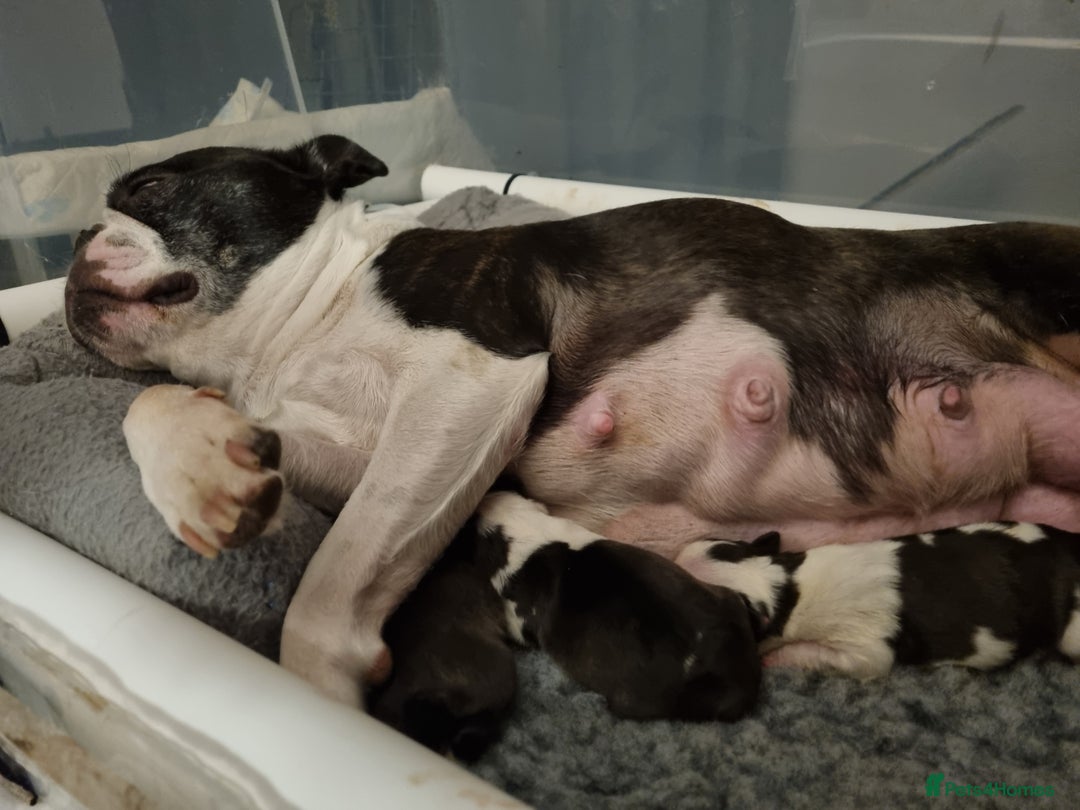 Boston Terrier dogs for sale: Boston Terrier Puppies  - Advert 7