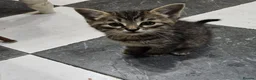 Mixed Breed cats for sale: 🐾 Beautiful Kittens  - Advert 2