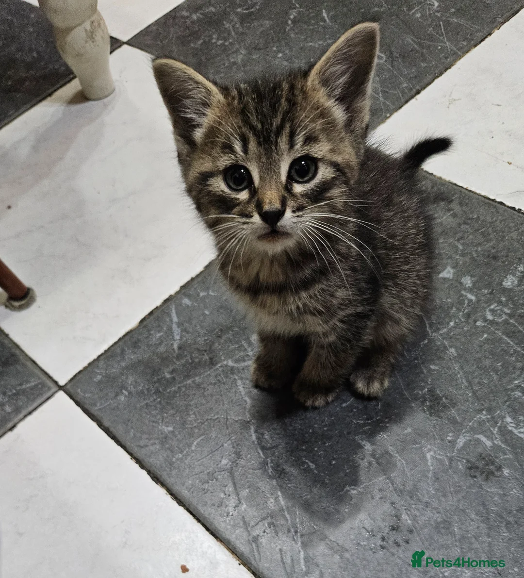 Mixed Breed cats for sale: 🐾 Beautiful Kittens  - Advert 2