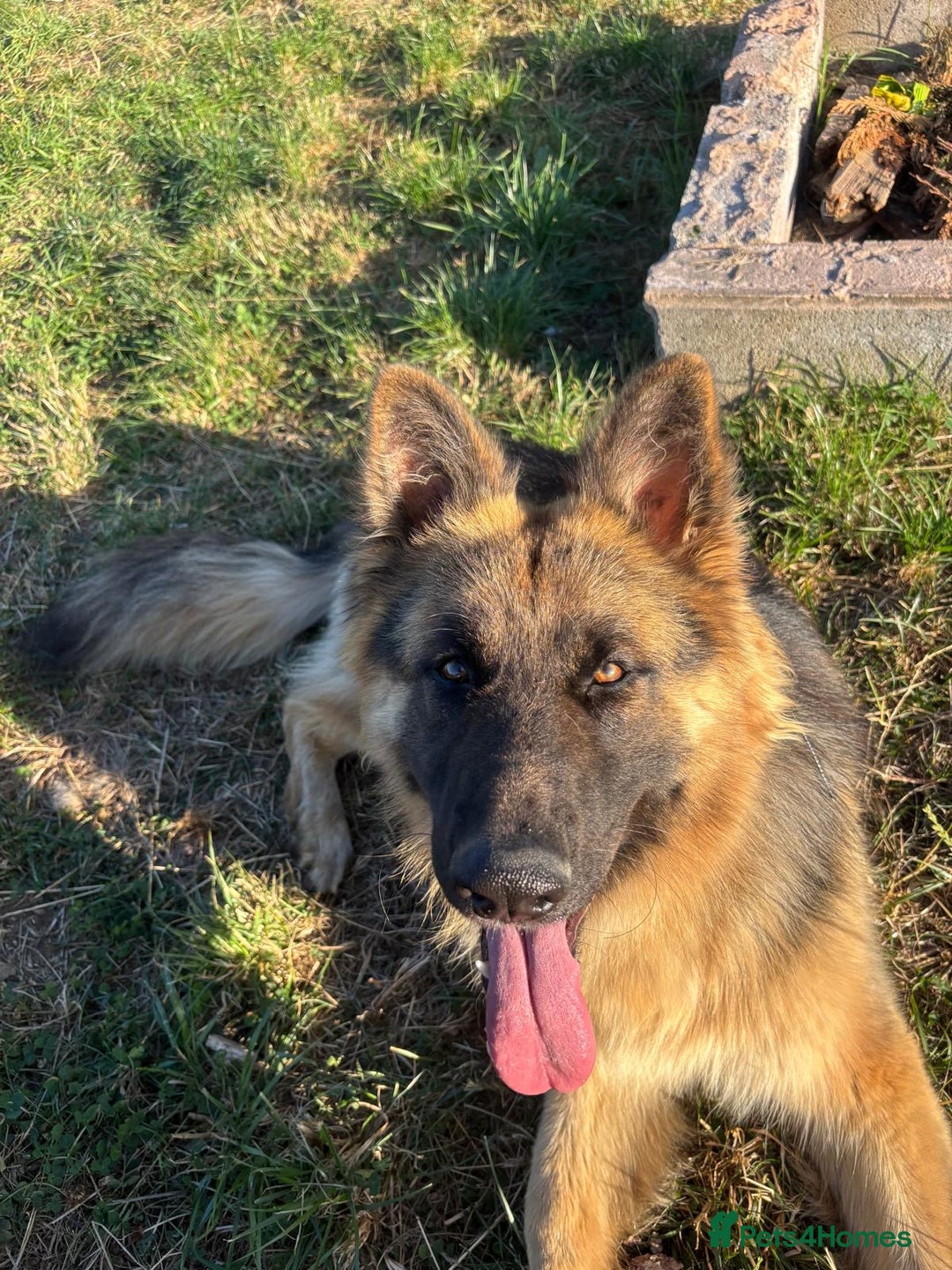 German Shepherd dogs for sale: German Shepherd - 14 month old trained male - Image 4