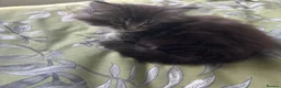 Maine Coon cats for sale: Gorgeous kittens ready soon - Advert 5