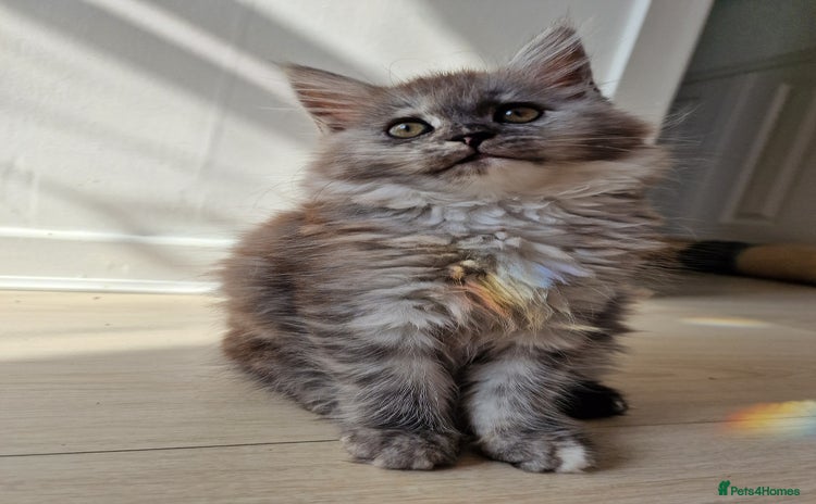 Mixed Breed cats - Advert 14