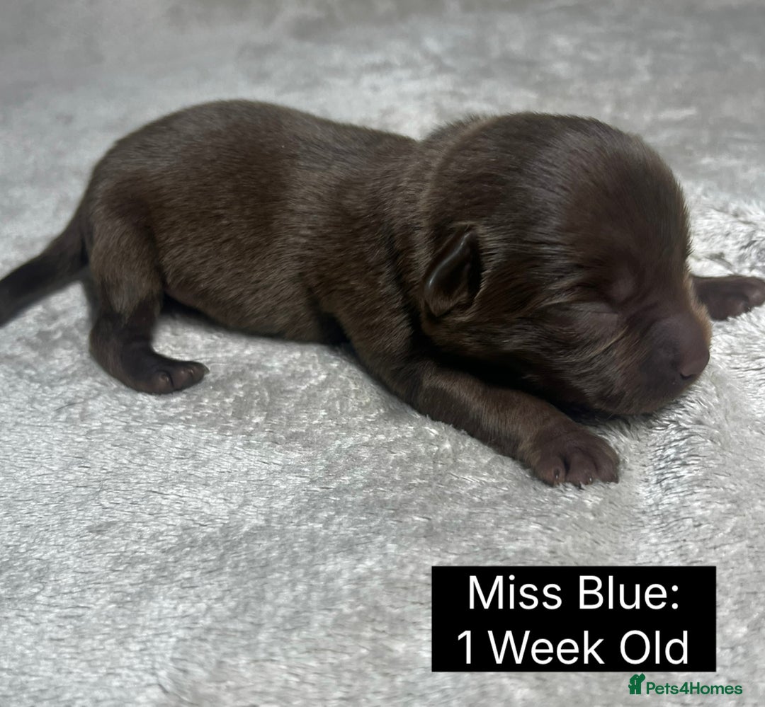 Labrador Retriever dogs for sale: 🖤🤎Superb, Kc Reg, Health Tested, Lab Pups🤎🖤 - Advert 13