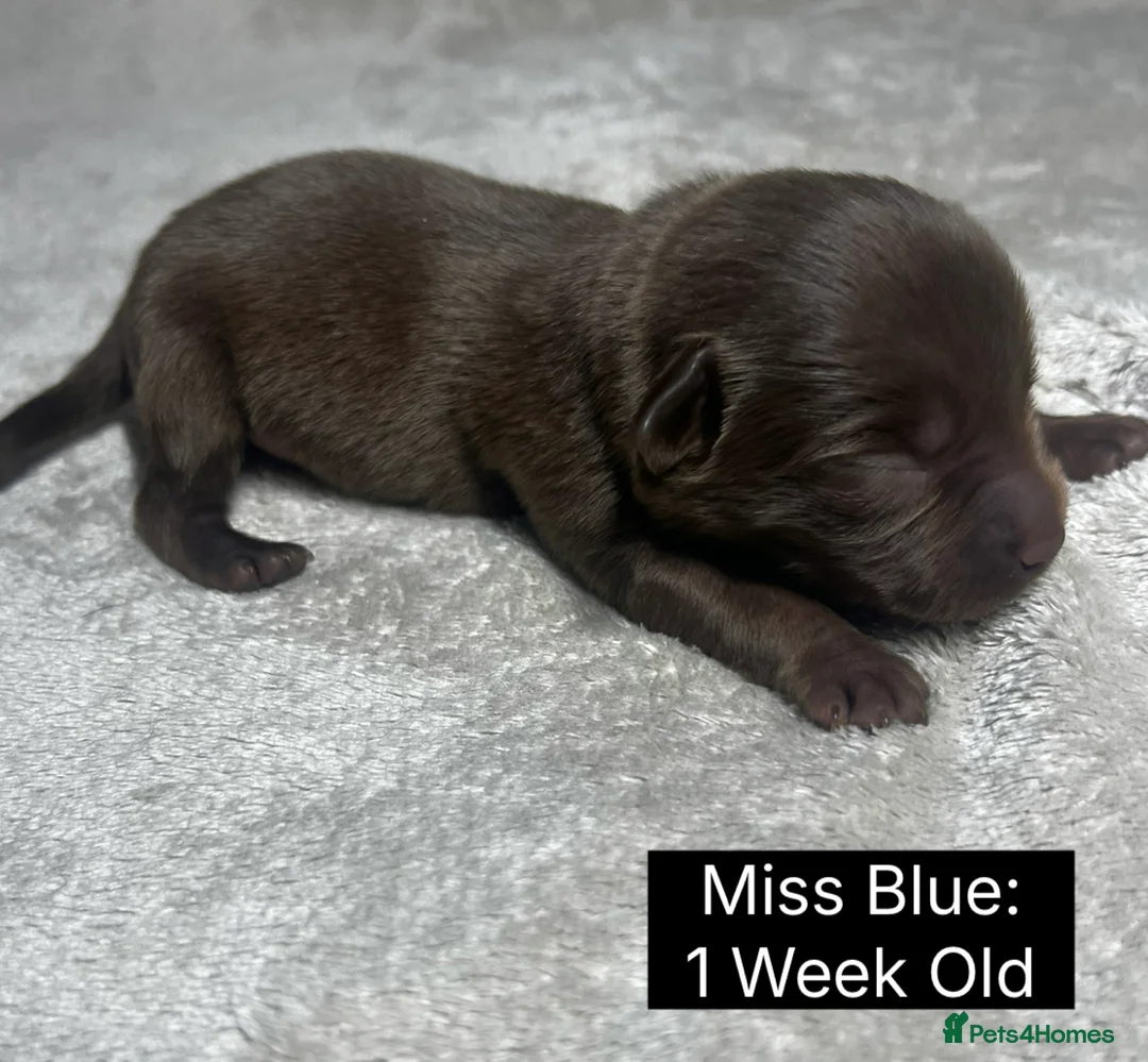 Labrador Retriever dogs for sale: 🖤🤎Superb, Kc Reg, Health Tested, Lab Pups🤎🖤 - Advert 14