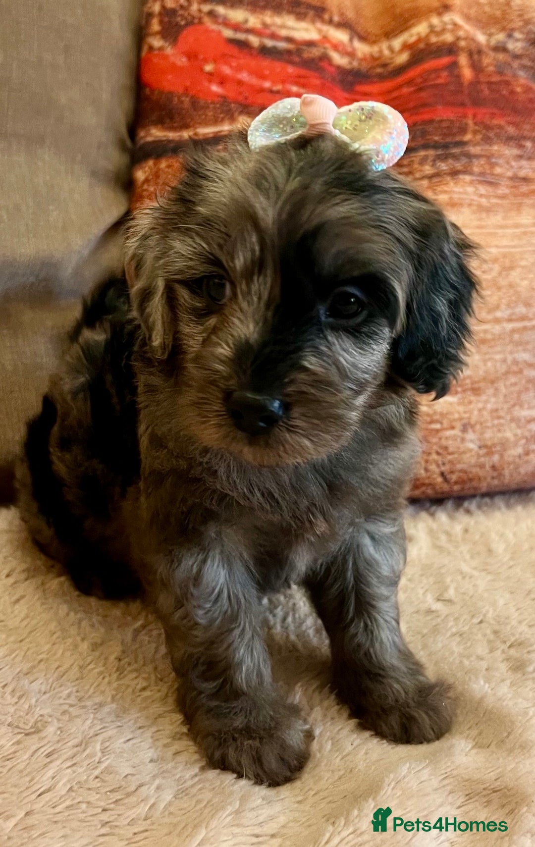 Cavapoo dogs for sale: TOY Fluffy Cavapoo’s From Health Tested Parents - Image 15