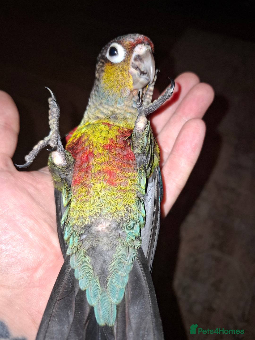 Conures birds for sale:  Hand Reared Crimson Bellied Conure - Advert 4