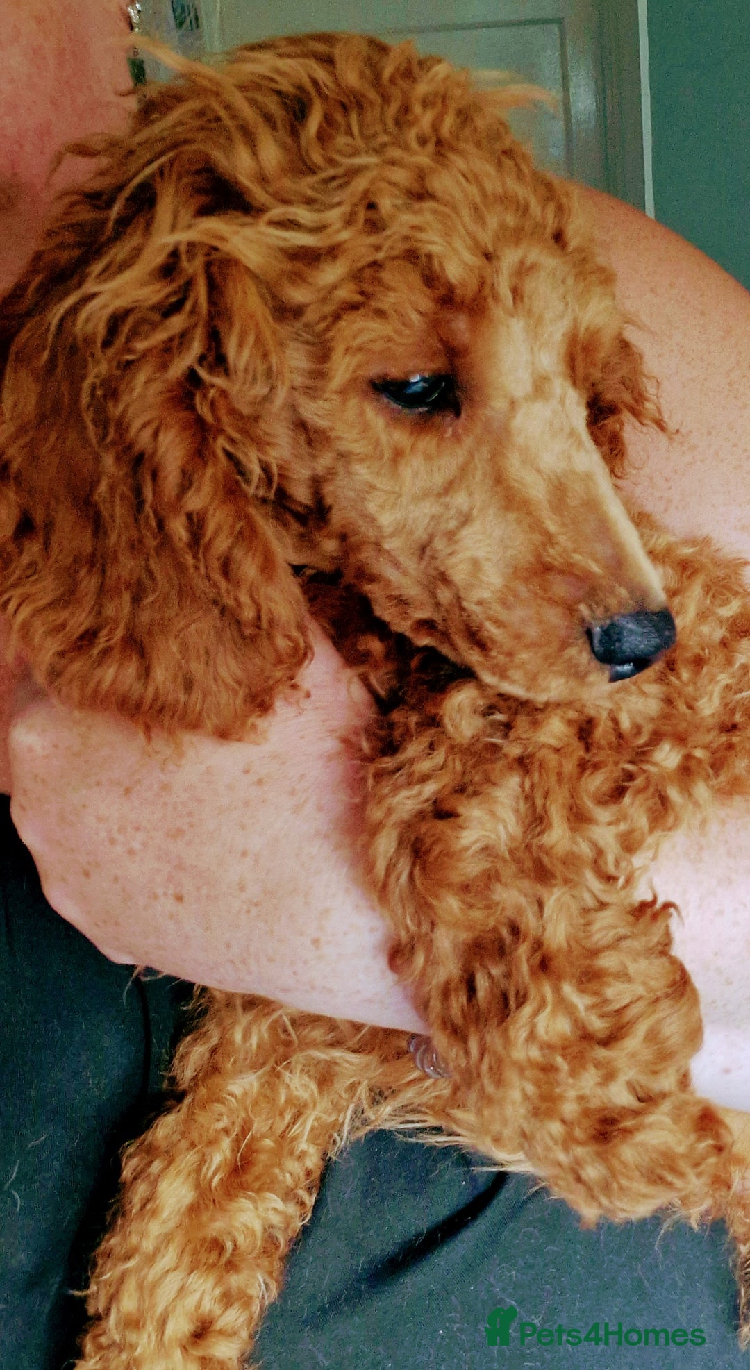 Miniature Poodle dogs for sale: Miniature Poodle  - Image 3