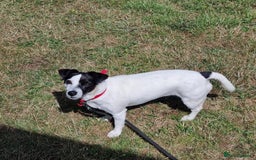 Jack Russell dogs for adoption: Brazen - Fakenham Norfolk  - Image 12