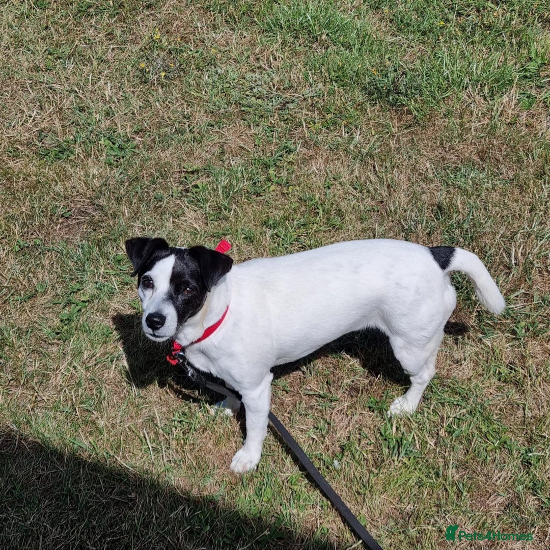 Jack Russell dogs for adoption: Brazen - Fakenham Norfolk  - Image 12