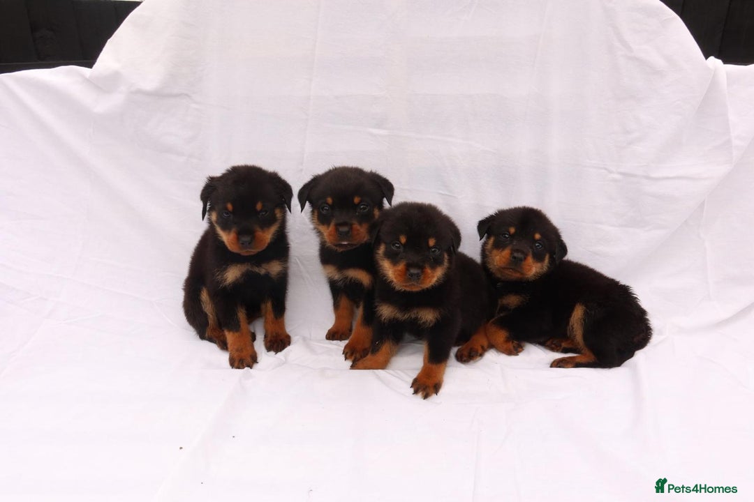Rottweiler dogs for sale: Rottweiler puppy  - Image 3