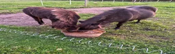 Miniature horses for sale: Falabella blend colt - Advert 6