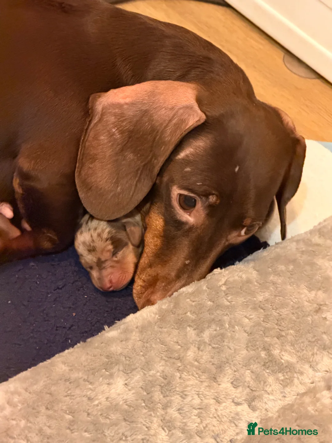 Miniature Dachshund dogs for sale: Miniature dapple dachshunds  - Advert 1