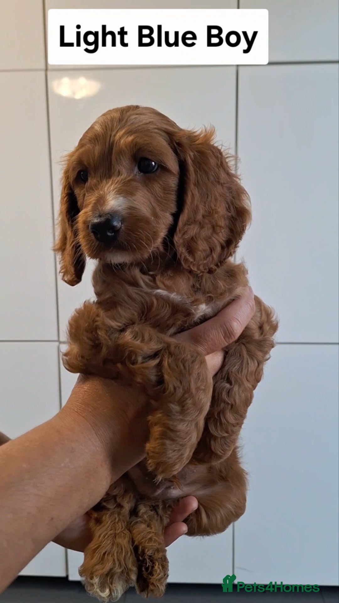 Cockapoo dogs Dark Red Cockapoo puppies  - Advert 2