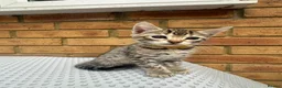 Bengal cats for sale: Bengal kittens  - Advert 5