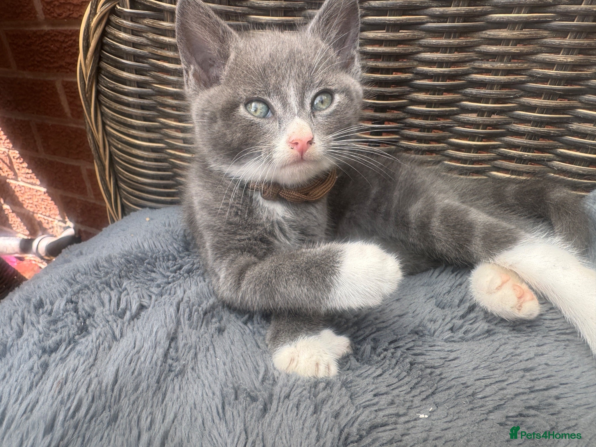 Mixed Breed cats Last Boy available  - Advert 4