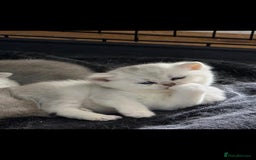 British Shorthair cats for sale: Pedigree British Short-hair kittens  - Image 26
