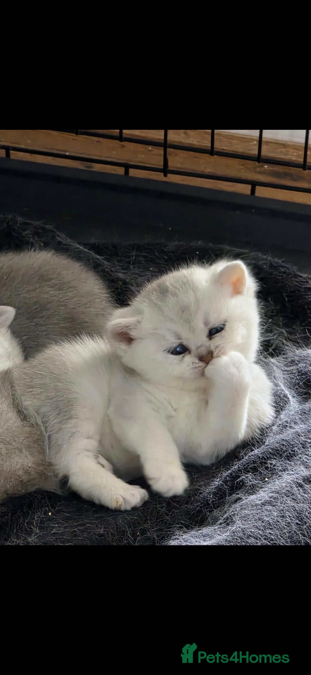 British Shorthair cats for sale: Pedigree British Short-hair kittens  - Image 26