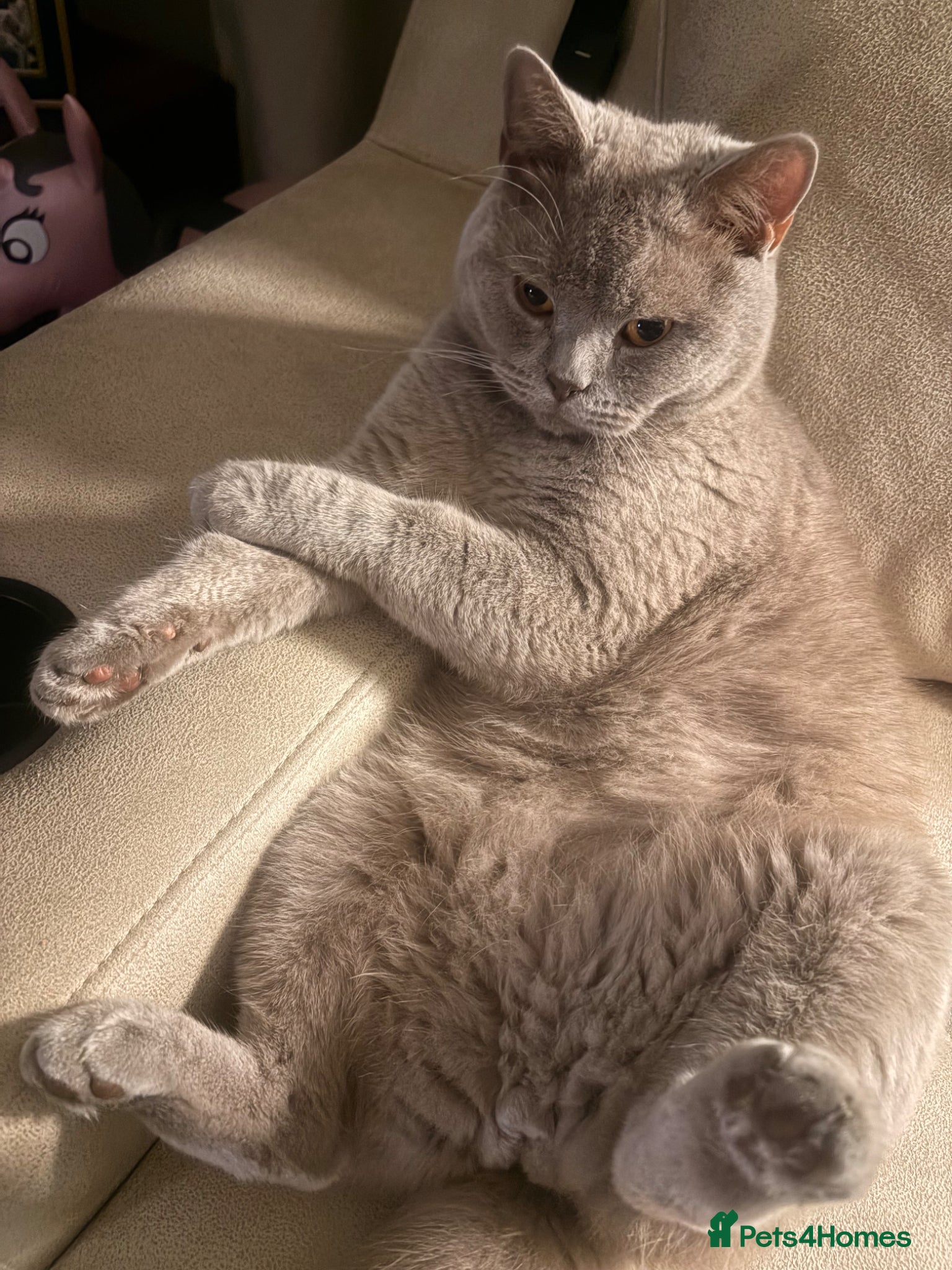 British Shorthair cats Teddy - British Shorthair Neutered Male-NO Offers - Advert 1
