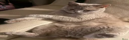 British Shorthair cats for sale: Teddy - British Shorthair Neutered Male-NO Offers - Advert 1