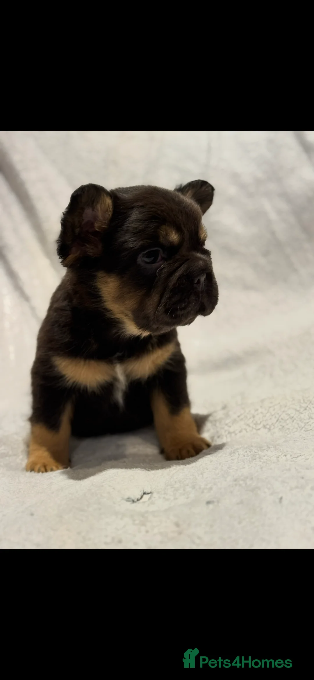 French Bulldog dogs for sale: Full fluffy frenchie puppy - Advert 3