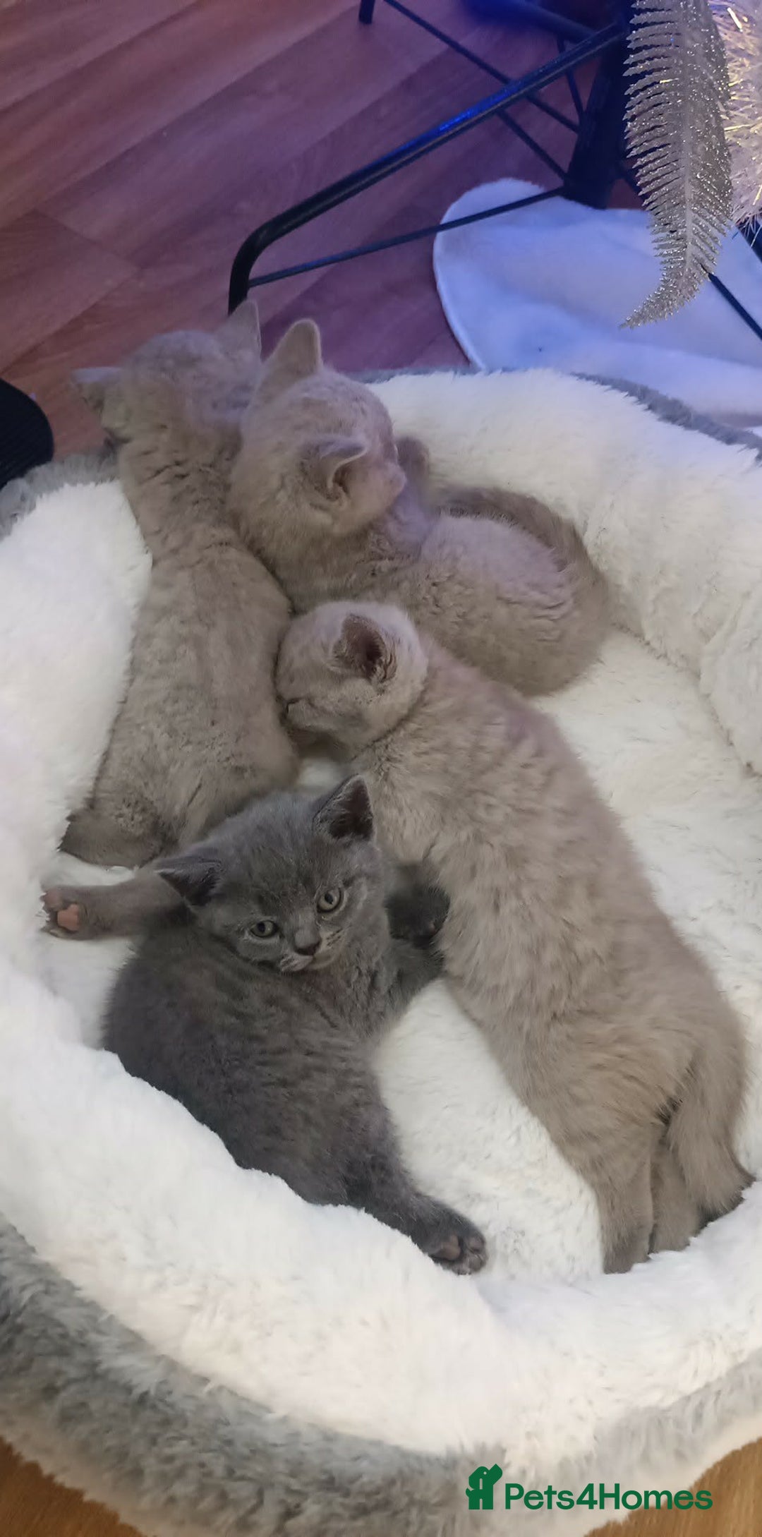 British Shorthair cats for sale: 🐾 4 Scottish Folds are looking loving homes ♥️💫 - Advert 12