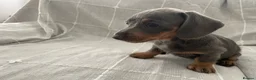 Dachshund dogs for sale: Miniature Dachshund Puppies - Stunning Litter - Advert 15