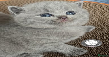 British Shorthair cats - Advert 15