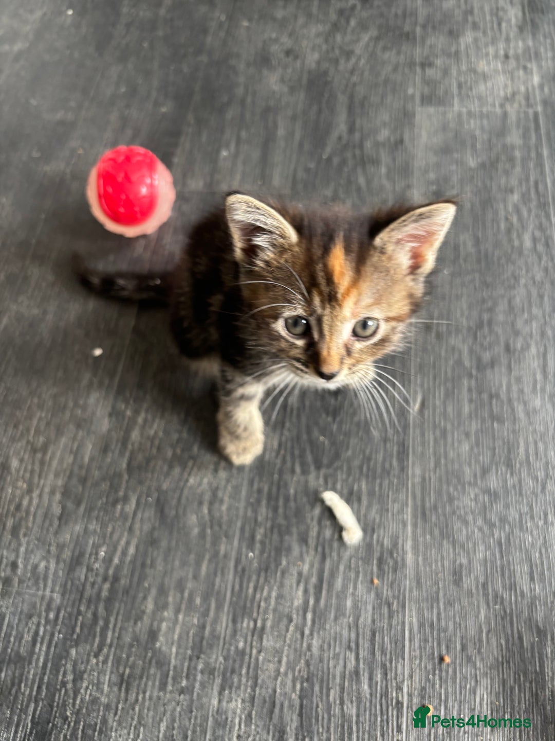 Mixed Breed cats for sale: Adorable fluffy friendly kittens for sale - Image 9