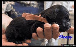 Yorkiepoo dogs for sale:  Adorable YorkiePoo Pups Looking for Loving Homes  - Image 18