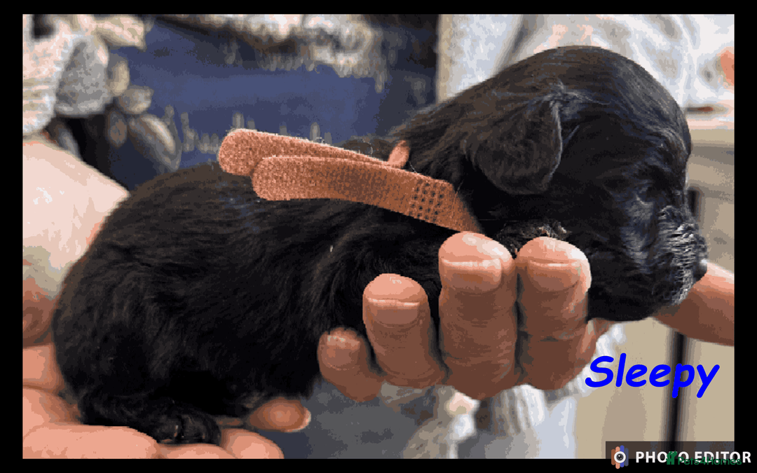 Yorkiepoo dogs for sale:  Adorable YorkiePoo Pups Looking for Loving Homes  - Image 18