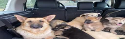 Mixed Breed dogs for sale: German Shepherd X Akita Pups - Advert 14