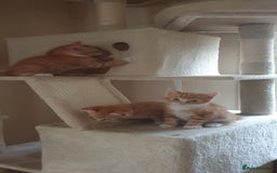 Domestic Shorthair cats for sale: Ginger kittens  - Image 7