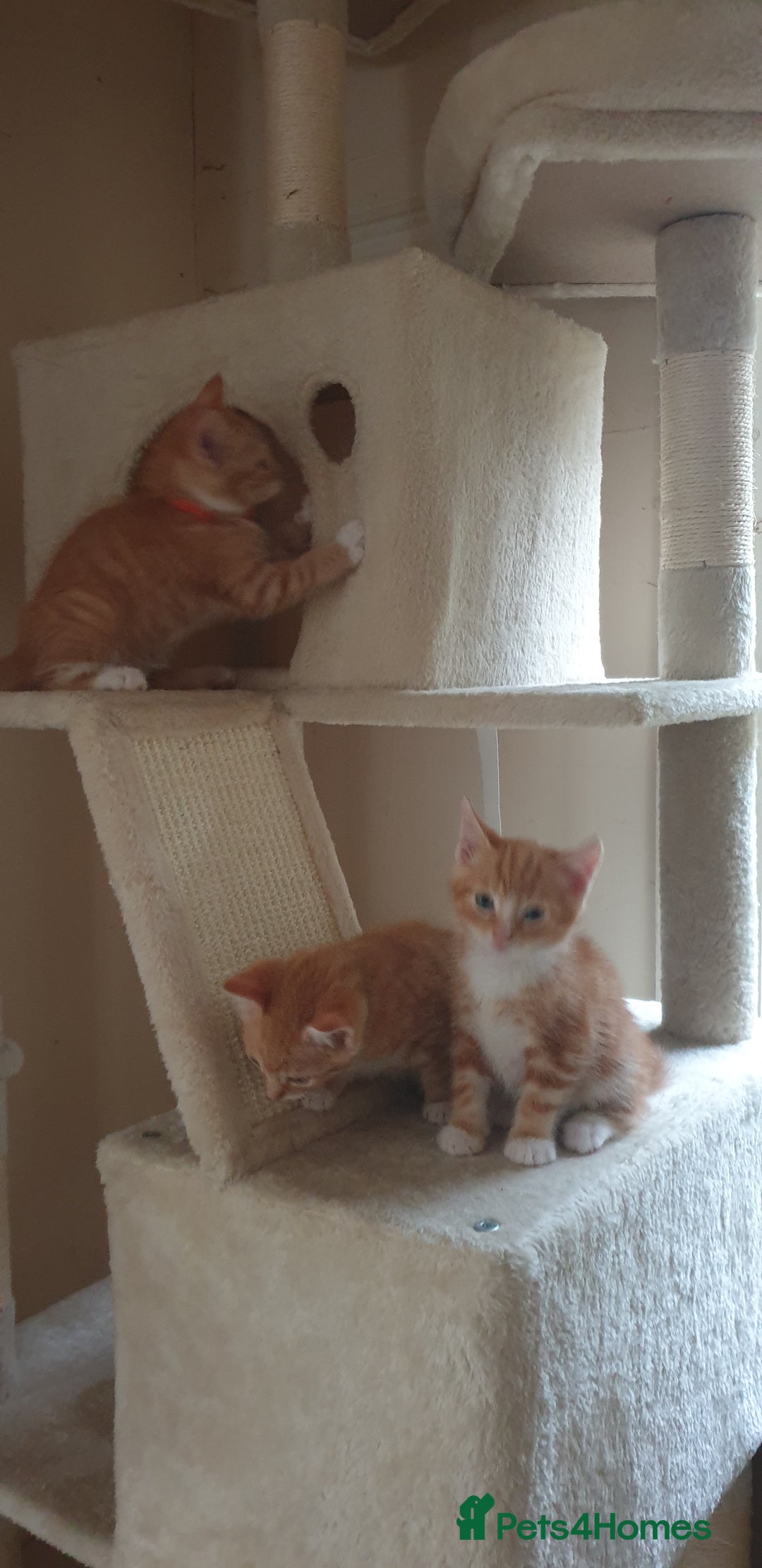 Domestic Shorthair cats for sale: Ginger kittens  - Image 7