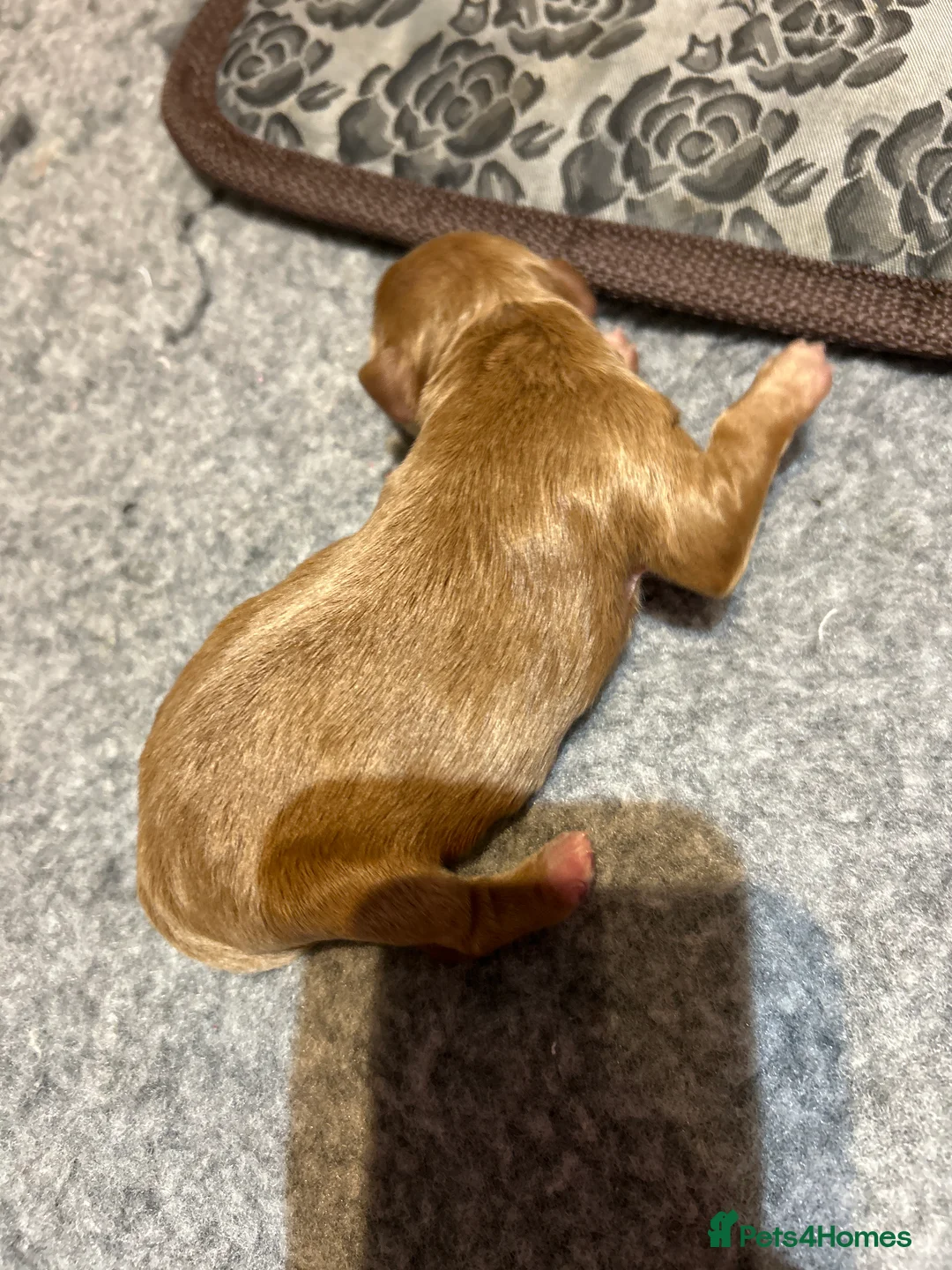 Cavapoo dogs for sale: Beautiful health tested cavapoos  - Advert 25