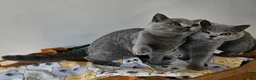 British Shorthair cats for sale: Stunning healthy BSH kittens - Advert 2