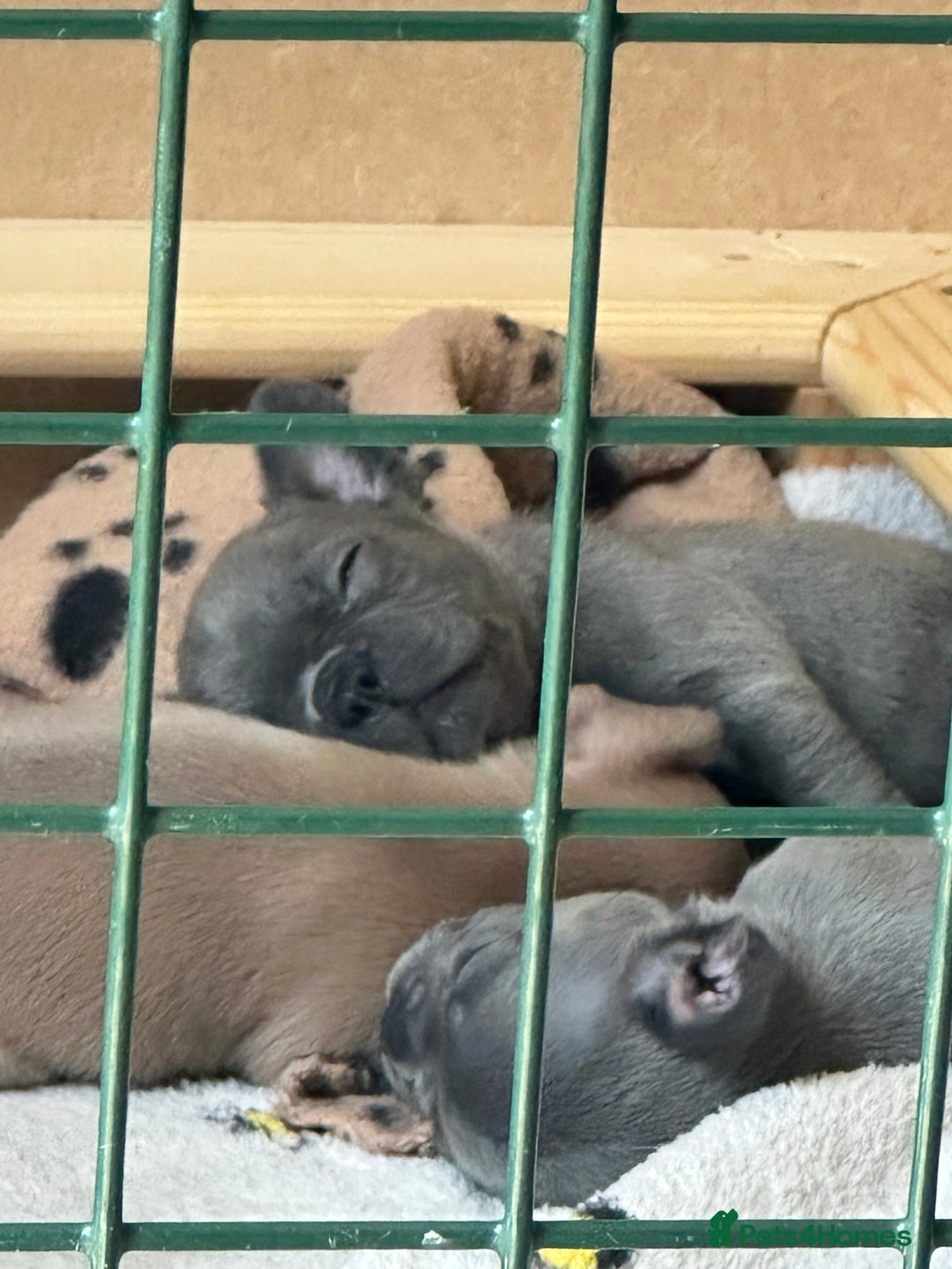 French Bulldog dogs for sale: Adorable French Bulldog Puppies in Barking - Image 27