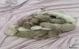 Ragdoll cats for sale: Cherubim Ragdoll Kittens TICA Mink Lynx - Image 23