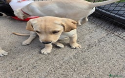 Labrador Retriever dogs for sale: Kc registered Labrador puppie ready to leave - Image 12