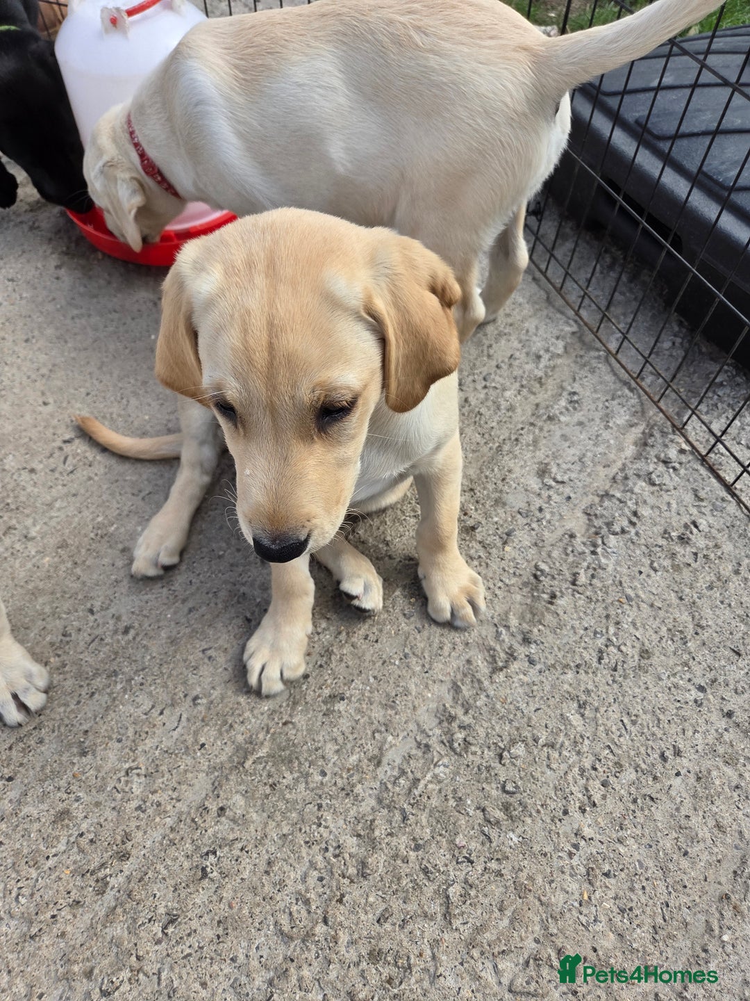 Labrador Retriever dogs for sale: Kc registered Labrador puppie ready to leave - Image 12