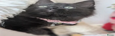 Maine Coon 7