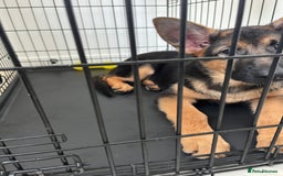 German Shepherd dogs for sale: Healthy German shepherd puppy needs new home - Image 11