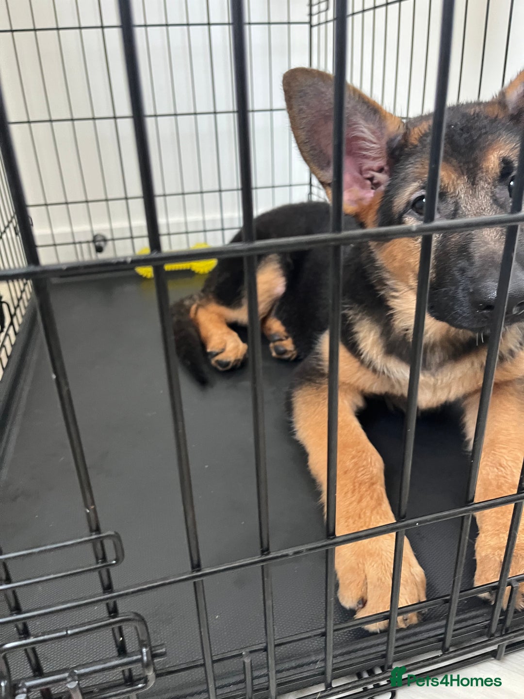 German Shepherd dogs for sale: Healthy German shepherd puppy needs new home - Image 11