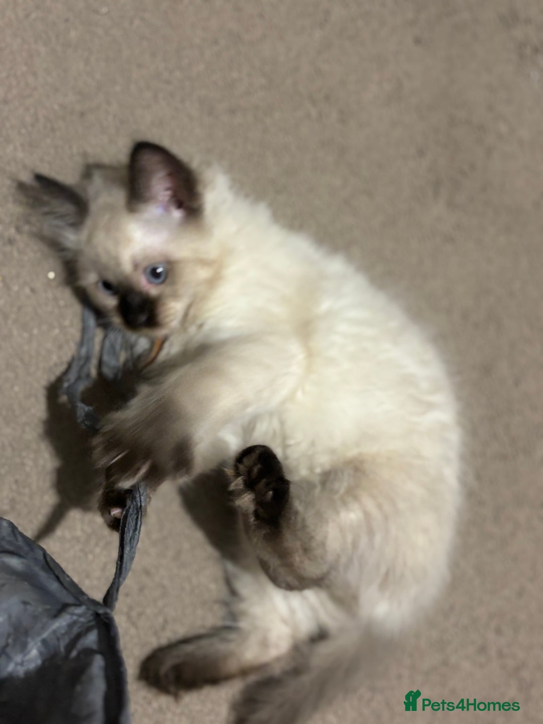 Ragdoll cats for sale: Pure Fluffy Ragdoll kittens - Advert 31