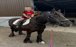 Other Breed horses for sale: Dales x Cob for sale - Image 1