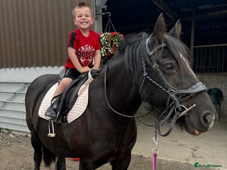 Other Breed horses for sale - Advert 1