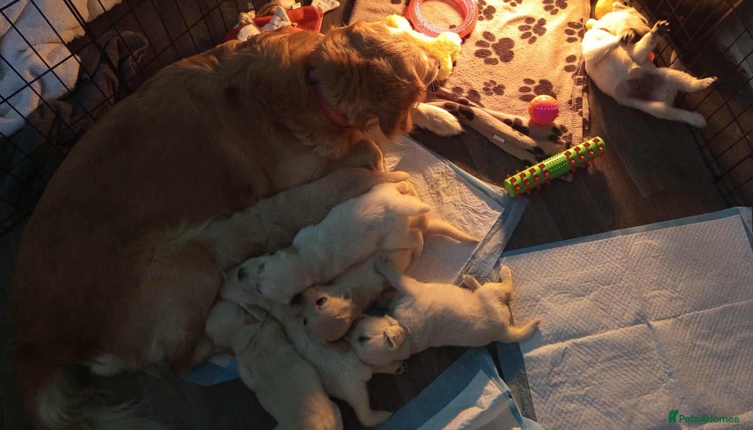 Golden Retriever dogs for sale: Golden Retriever Puppies - Mum & Dad family pets - Image 22