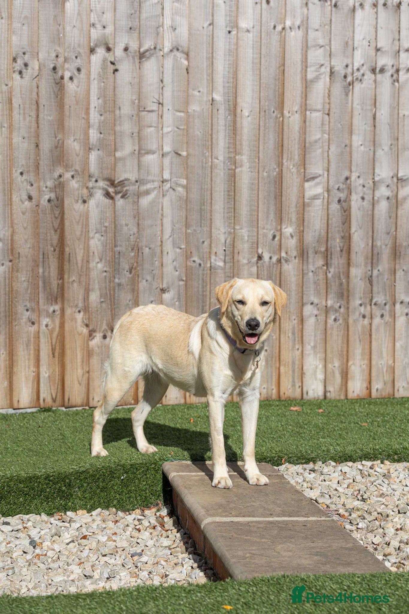 Mixed Breed dogs Lovely Lucy - Advert 1