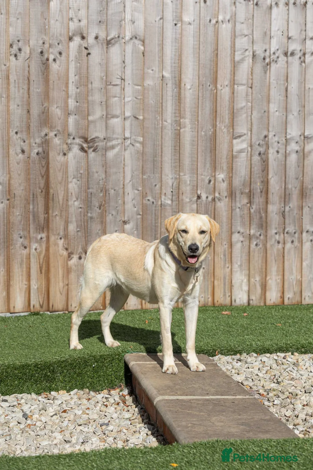 Mixed Breed dogs for adoption: Lovely Lucy - Advert 1