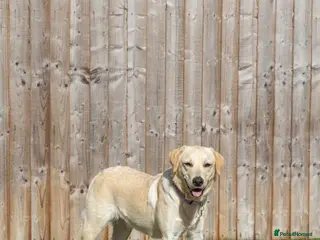 Mixed Breed dogs for adoption: Lovely Lucy - Advert 1